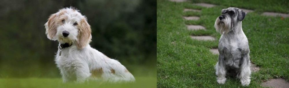 Standard Schnauzer vs Petit Basset Griffon Vendeen - Breed Comparison