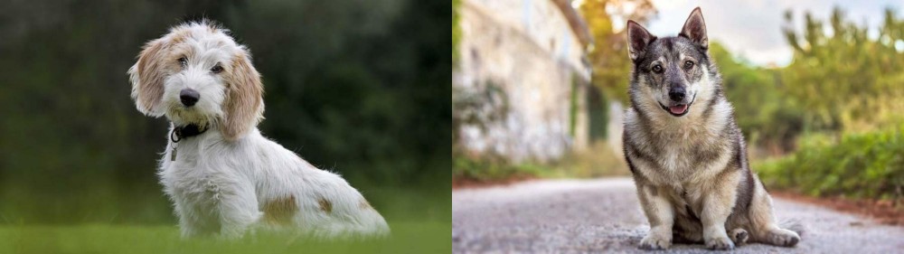 Swedish Vallhund vs Petit Basset Griffon Vendeen - Breed Comparison