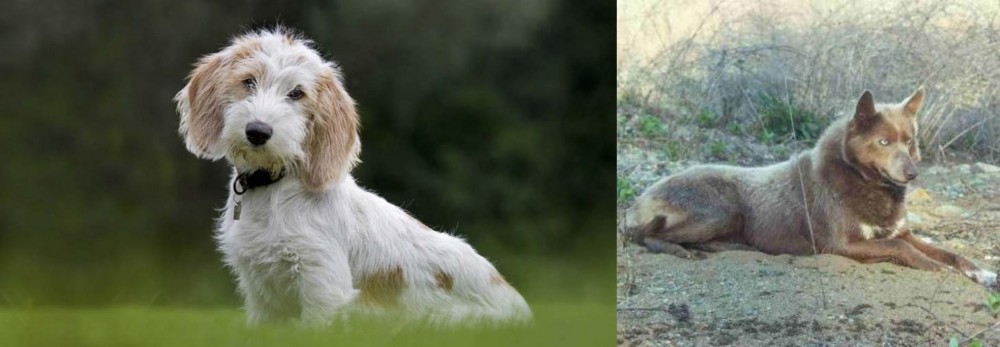 Tahltan Bear Dog vs Petit Basset Griffon Vendeen - Breed Comparison