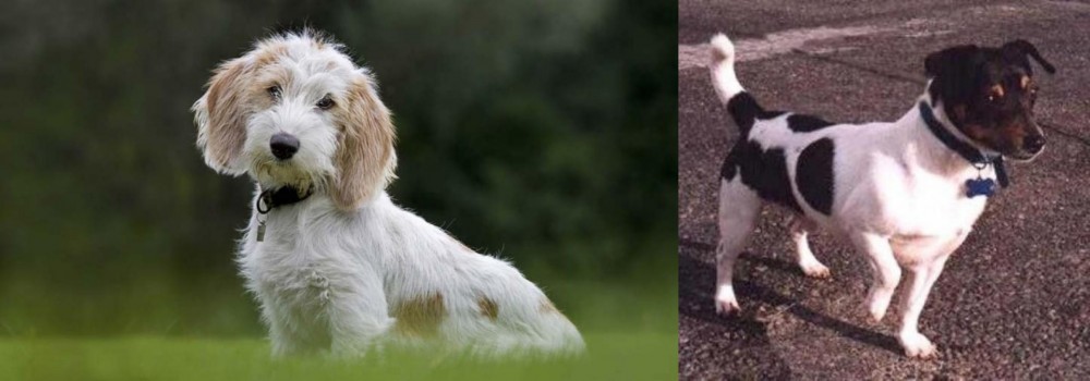 Teddy Roosevelt Terrier vs Petit Basset Griffon Vendeen - Breed Comparison