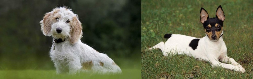 Toy Fox Terrier vs Petit Basset Griffon Vendeen - Breed Comparison