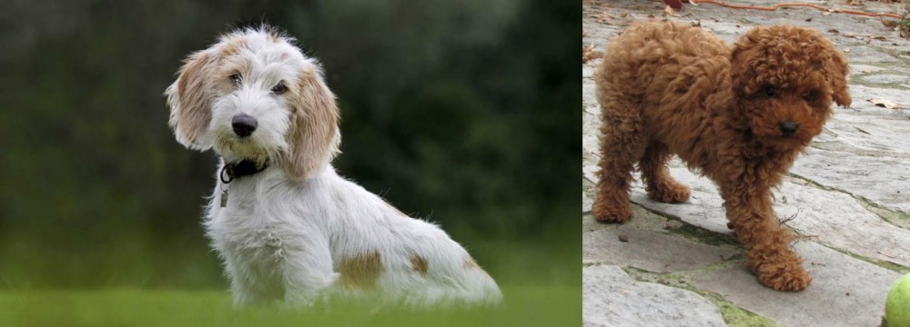 Toy Poodle vs Petit Basset Griffon Vendeen - Breed Comparison