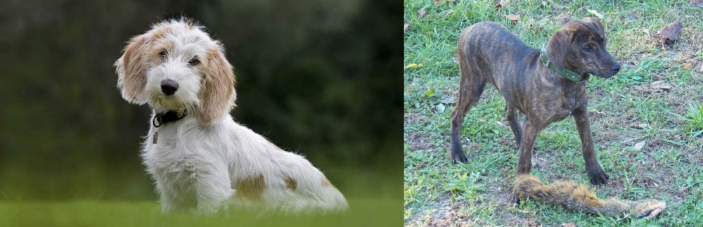 Treeing Cur vs Petit Basset Griffon Vendeen - Breed Comparison