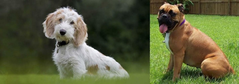 Valley Bulldog vs Petit Basset Griffon Vendeen - Breed Comparison