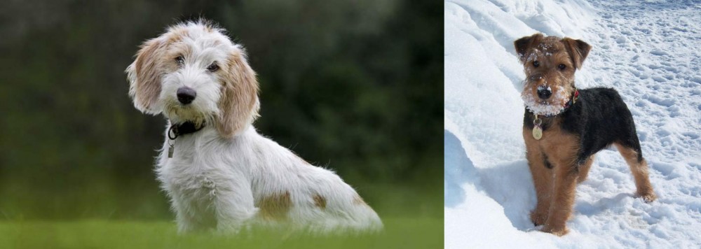 Welsh Terrier vs Petit Basset Griffon Vendeen - Breed Comparison