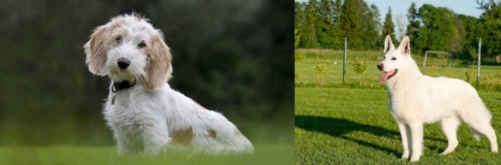 White Shepherd vs Petit Basset Griffon Vendeen - Breed Comparison