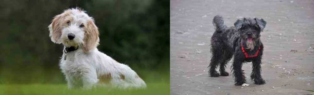 YorkiePoo vs Petit Basset Griffon Vendeen - Breed Comparison