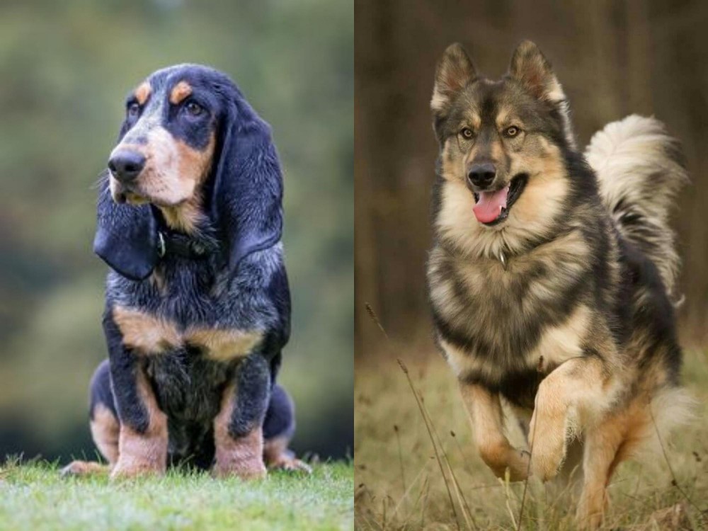 Native American Indian Dog vs Petit Bleu de Gascogne - Breed Comparison