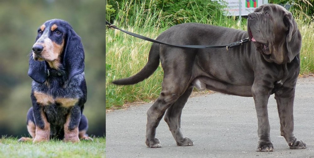 Neapolitan Mastiff vs Petit Bleu de Gascogne - Breed Comparison