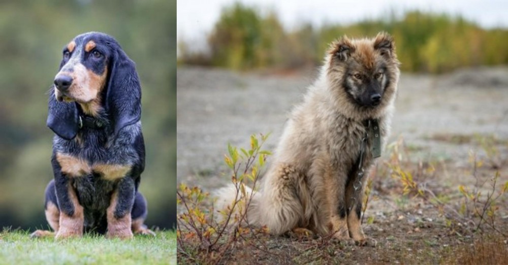 Nenets Herding Laika vs Petit Bleu de Gascogne - Breed Comparison