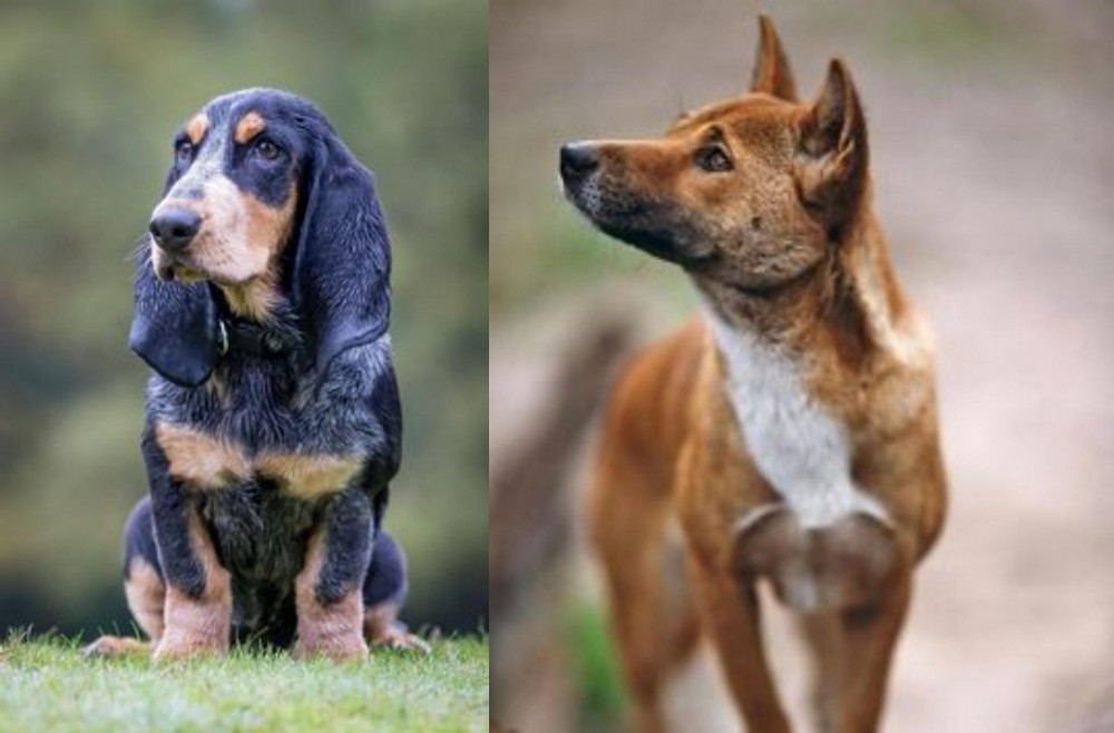 New Guinea Singing Dog vs Petit Bleu de Gascogne - Breed Comparison