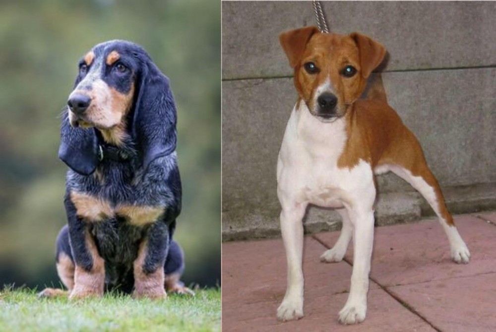 Plummer Terrier vs Petit Bleu de Gascogne - Breed Comparison