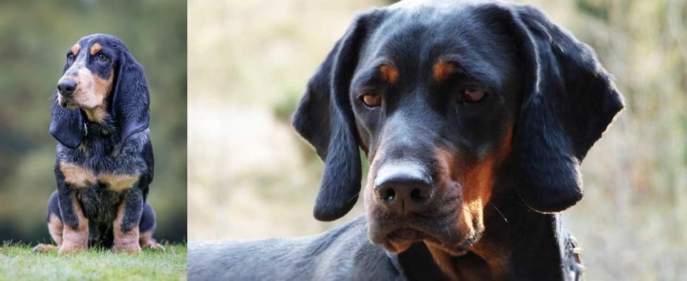 Polish Hunting Dog vs Petit Bleu de Gascogne - Breed Comparison