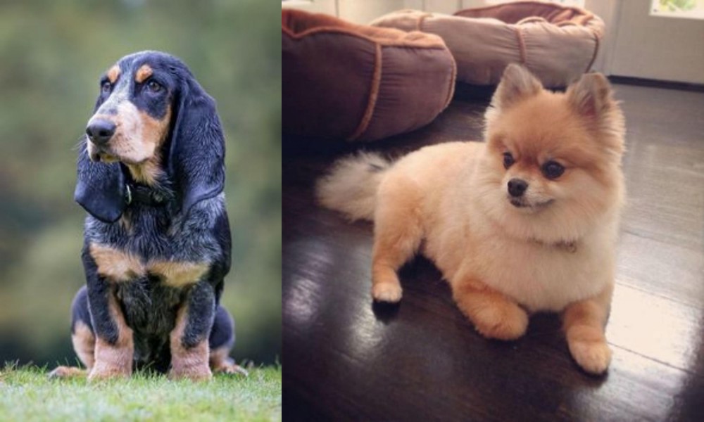 Pomeranian vs Petit Bleu de Gascogne - Breed Comparison