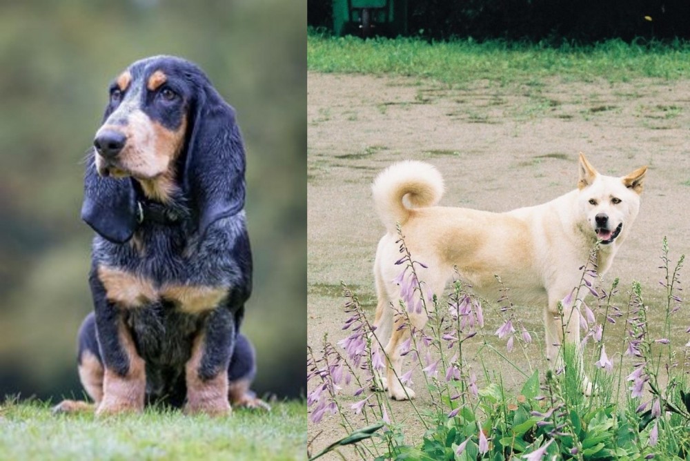 Pungsan Dog vs Petit Bleu de Gascogne - Breed Comparison