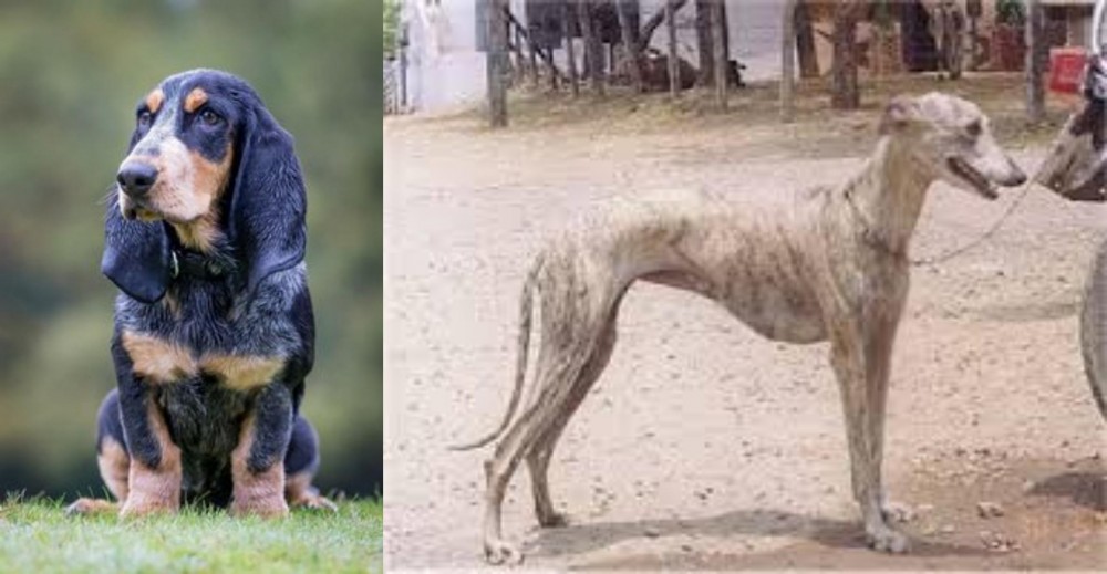 Rampur Greyhound vs Petit Bleu de Gascogne - Breed Comparison