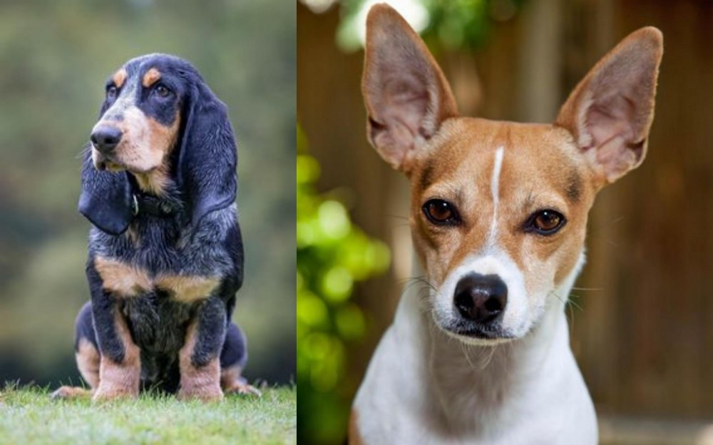 Rat Terrier vs Petit Bleu de Gascogne - Breed Comparison