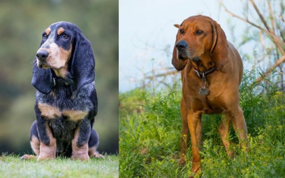 Redbone Coonhound vs Petit Bleu de Gascogne - Breed Comparison