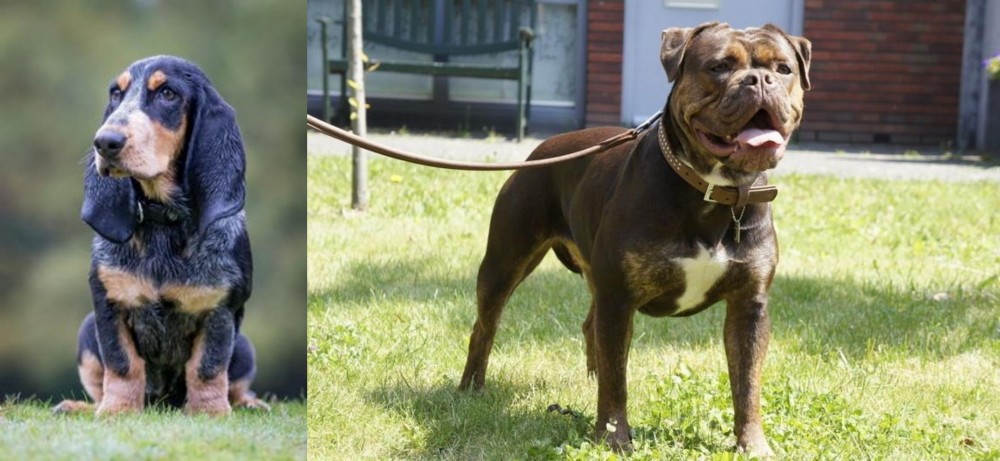 Renascence Bulldogge vs Petit Bleu de Gascogne - Breed Comparison
