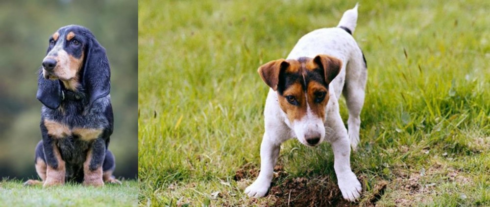 Russell Terrier vs Petit Bleu de Gascogne - Breed Comparison