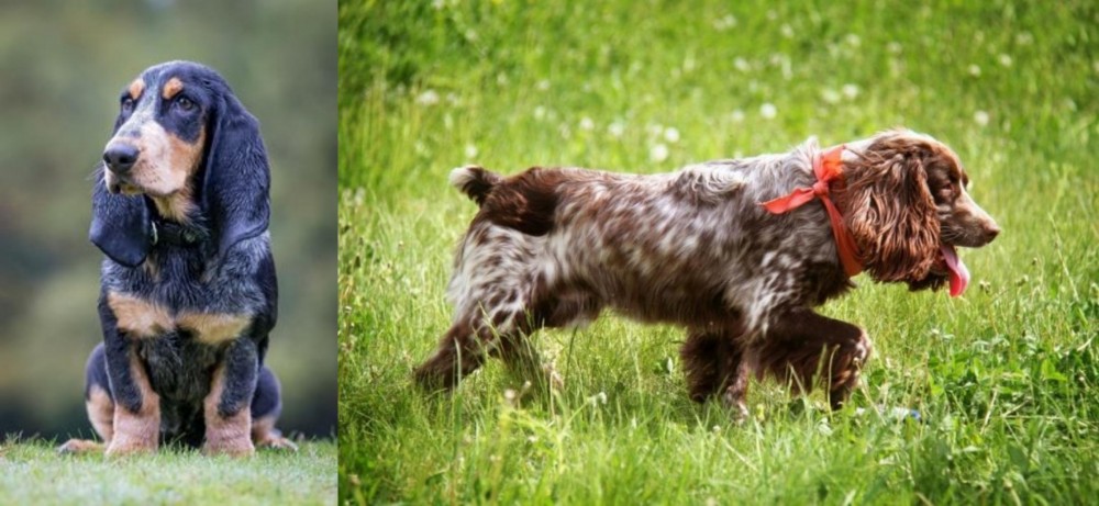Russian Spaniel vs Petit Bleu de Gascogne - Breed Comparison