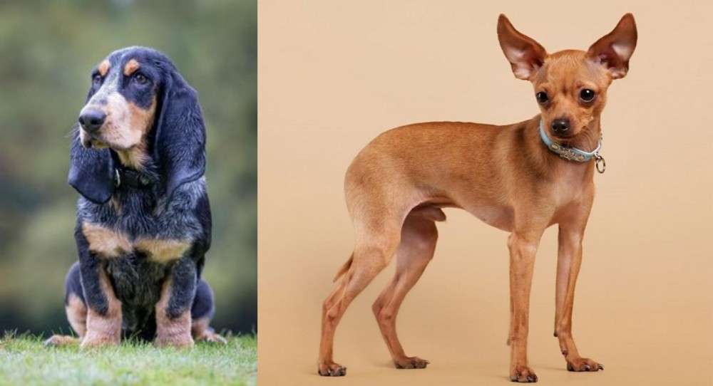 Russian Toy Terrier vs Petit Bleu de Gascogne - Breed Comparison
