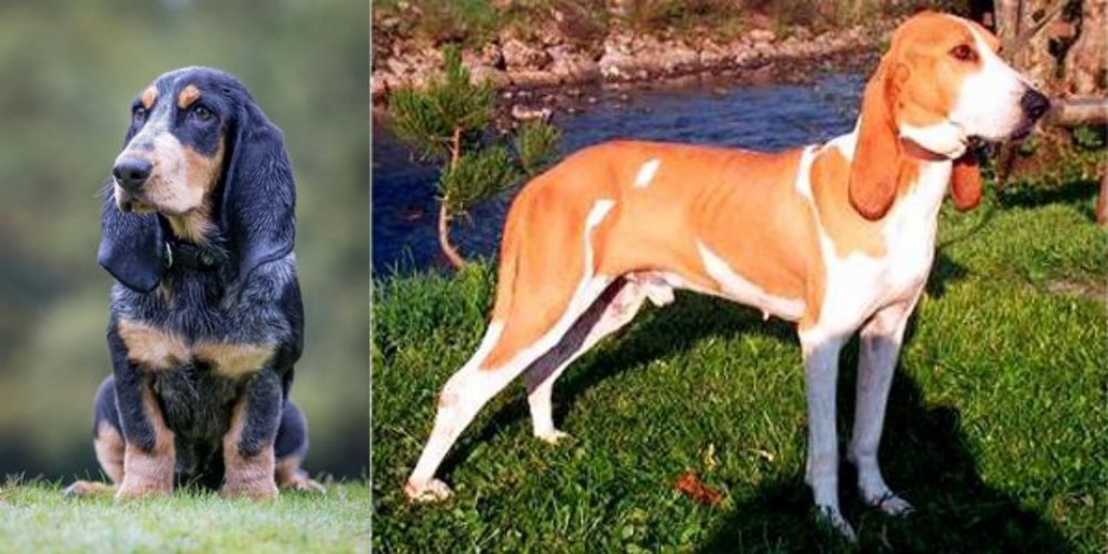 Schweizer Laufhund vs Petit Bleu de Gascogne - Breed Comparison