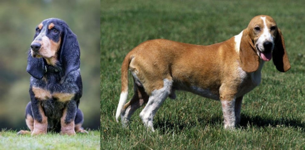 Schweizer Niederlaufhund vs Petit Bleu de Gascogne - Breed Comparison