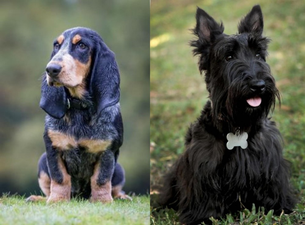 Scoland Terrier vs Petit Bleu de Gascogne - Breed Comparison