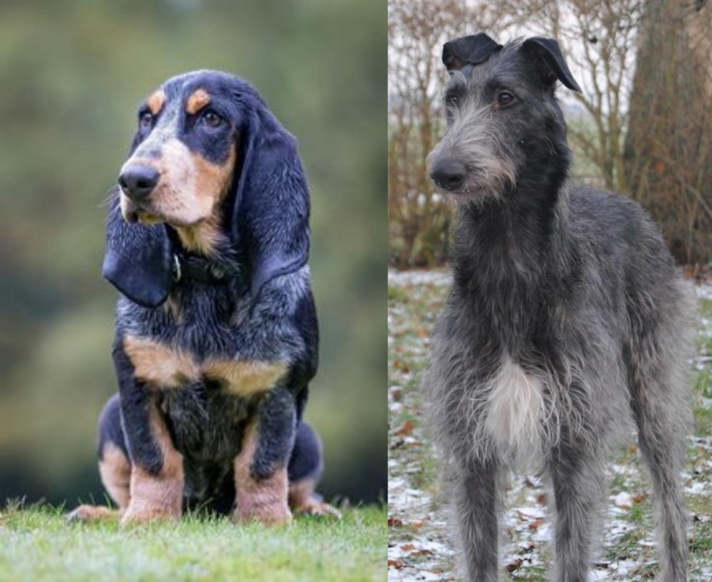 Scottish Deerhound vs Petit Bleu de Gascogne - Breed Comparison