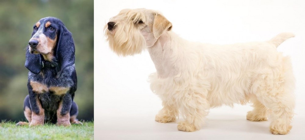 Sealyham Terrier vs Petit Bleu de Gascogne - Breed Comparison