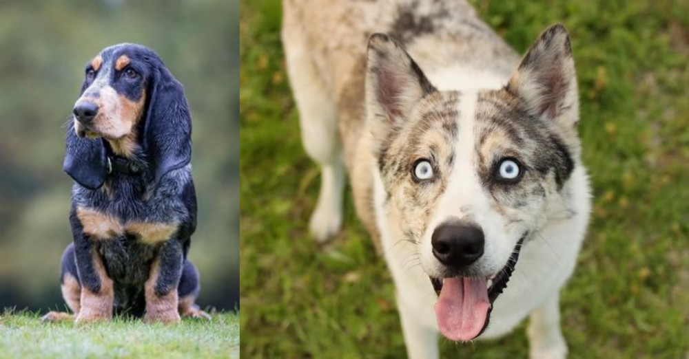 Shepherd Husky vs Petit Bleu de Gascogne - Breed Comparison