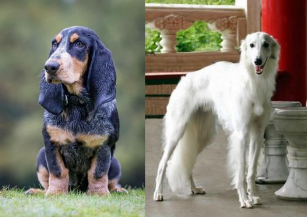 Silken Windhound vs Petit Bleu de Gascogne - Breed Comparison