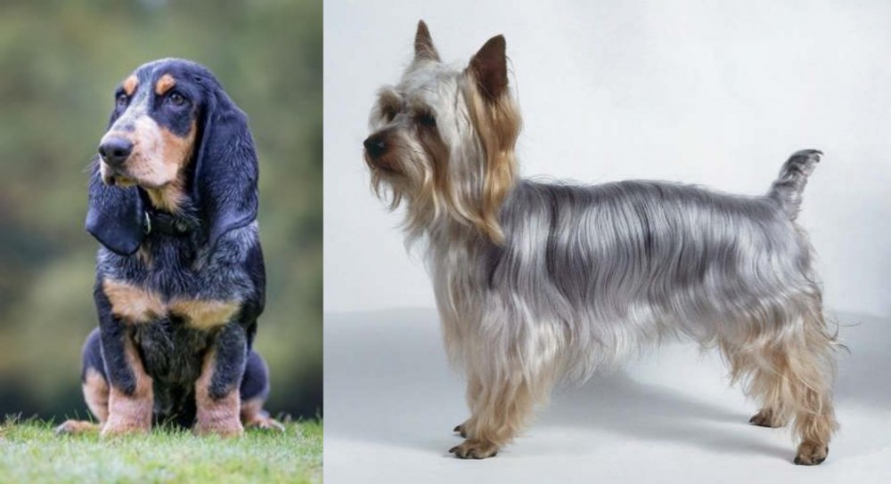 Silky Terrier vs Petit Bleu de Gascogne - Breed Comparison