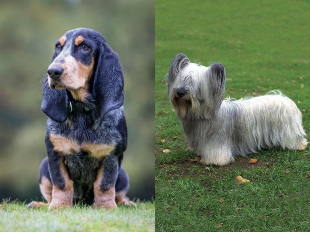 Skye Terrier vs Petit Bleu de Gascogne - Breed Comparison