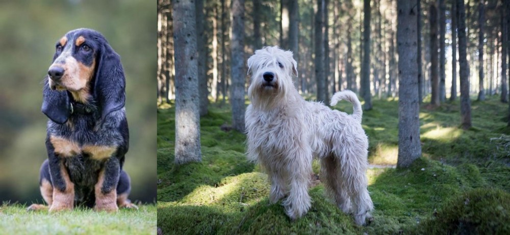 Soft-Coated Wheaten Terrier vs Petit Bleu de Gascogne - Breed Comparison