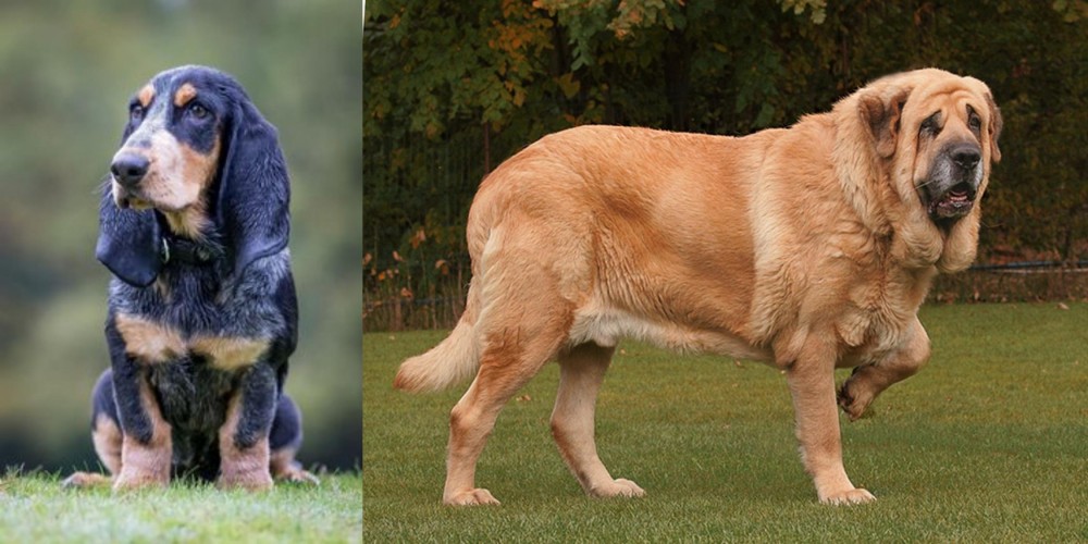Spanish Mastiff vs Petit Bleu de Gascogne - Breed Comparison