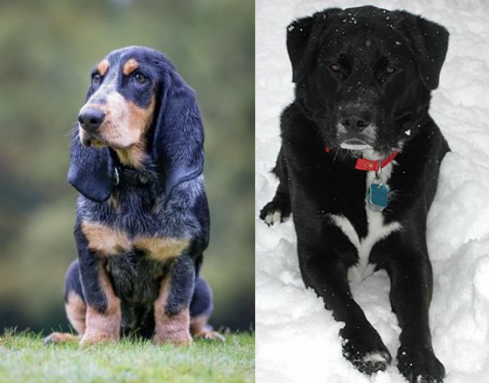 St. John's Water Dog vs Petit Bleu de Gascogne - Breed Comparison