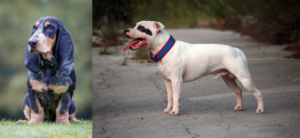 Staffordshire Bull Terrier vs Petit Bleu de Gascogne - Breed Comparison