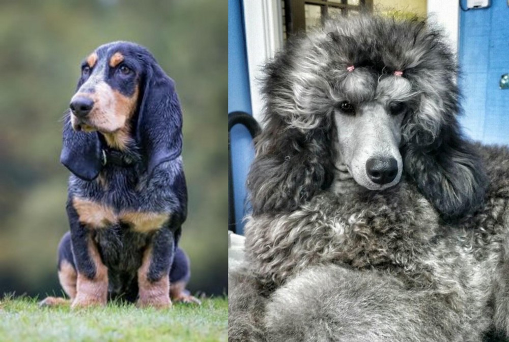 Standard Poodle vs Petit Bleu de Gascogne - Breed Comparison