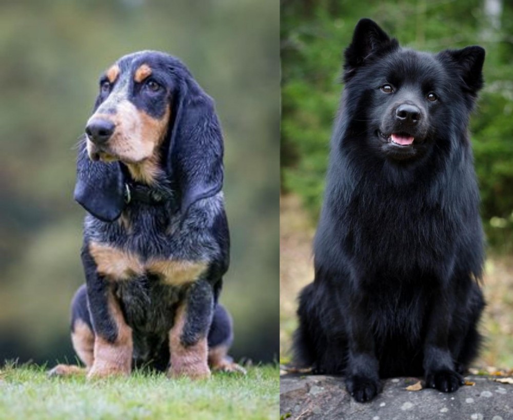Swedish Lapphund vs Petit Bleu de Gascogne - Breed Comparison