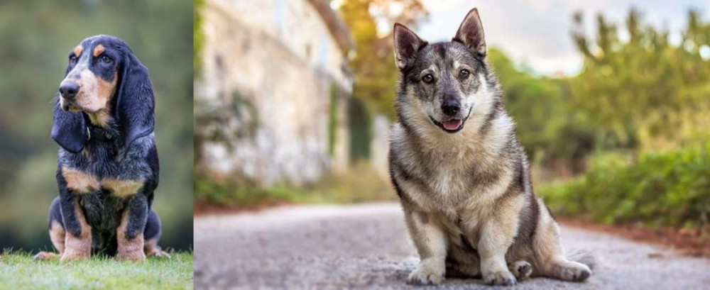 Swedish Vallhund vs Petit Bleu de Gascogne - Breed Comparison