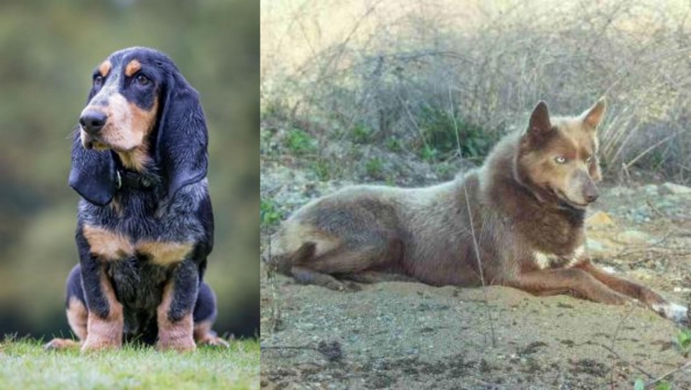 Tahltan Bear Dog vs Petit Bleu de Gascogne - Breed Comparison