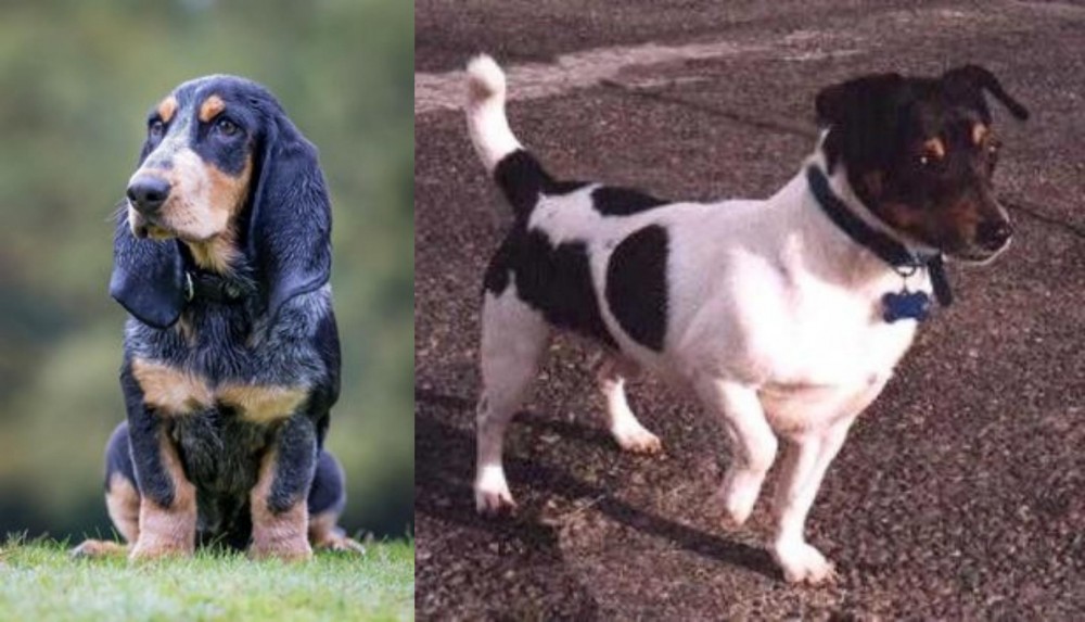 Teddy Roosevelt Terrier vs Petit Bleu de Gascogne - Breed Comparison