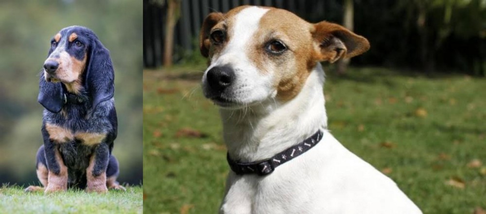 Tenterfield Terrier vs Petit Bleu de Gascogne - Breed Comparison