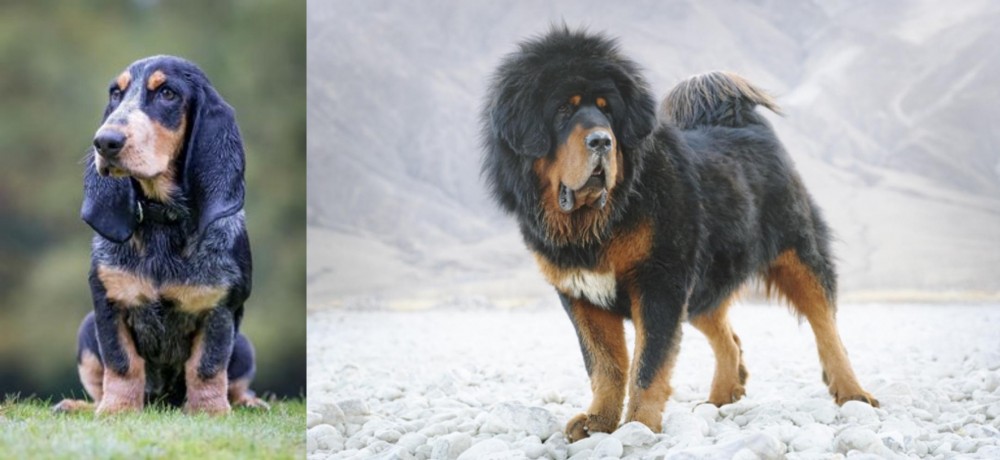 Tibetan Mastiff vs Petit Bleu de Gascogne - Breed Comparison