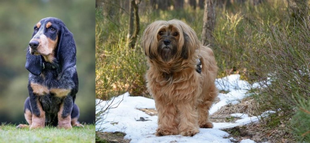 Tibetan Terrier vs Petit Bleu de Gascogne - Breed Comparison