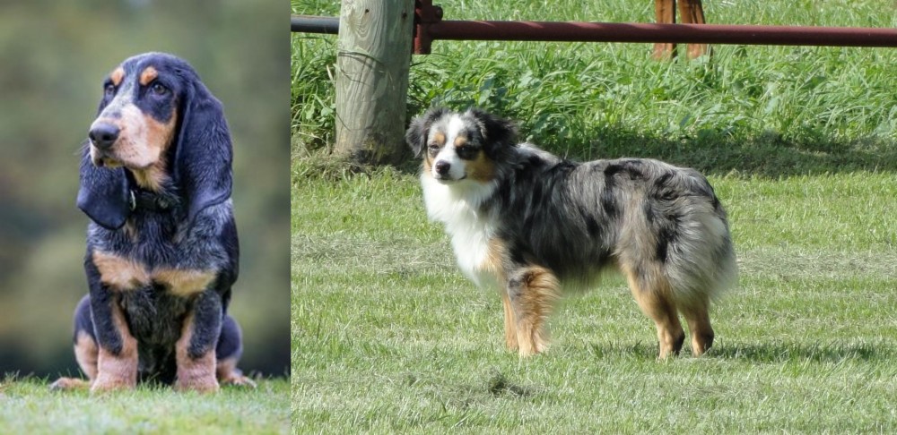 Toy Australian Shepherd vs Petit Bleu de Gascogne - Breed Comparison