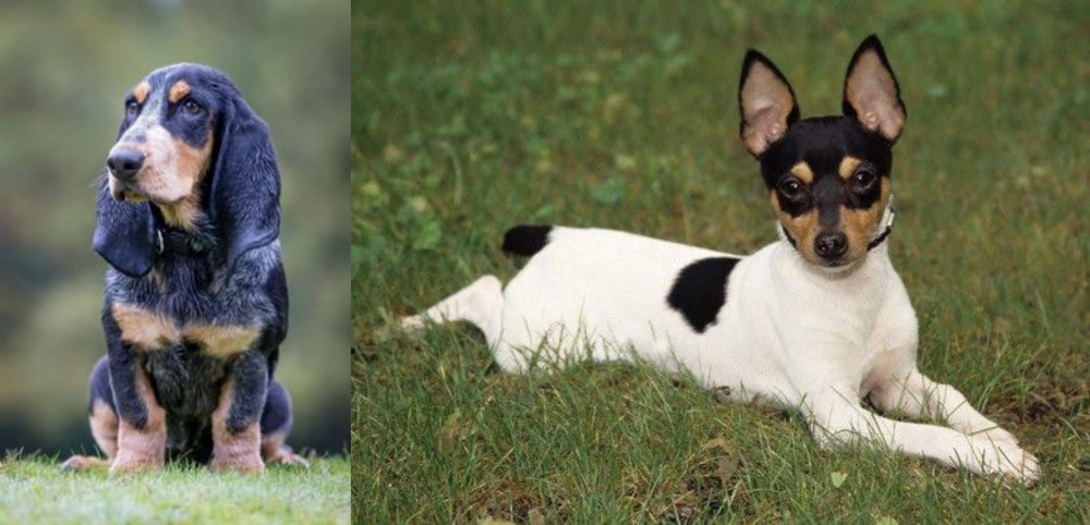 Toy Fox Terrier vs Petit Bleu de Gascogne - Breed Comparison