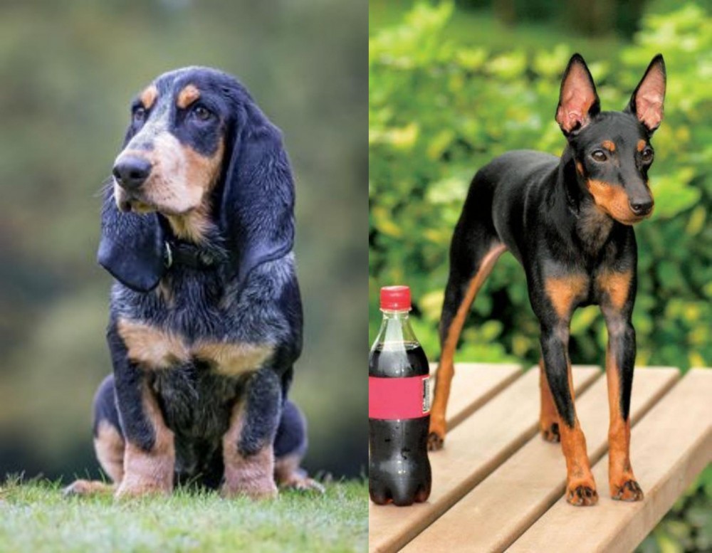 Toy Manchester Terrier vs Petit Bleu de Gascogne - Breed Comparison